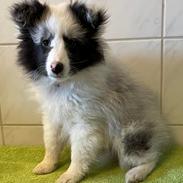 Shetland sheepdog Akyra Hyena´s Dream