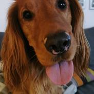 Field Trial Cockerspaniel Kapow