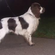 Engelsk springer spaniel Jackson 