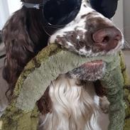 Engelsk springer spaniel Jackson 