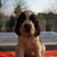 Engelsk springer spaniel Jackson 