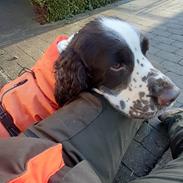 Engelsk springer spaniel Jackson 