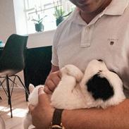 Blanding af racer Max