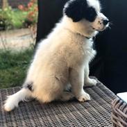 Blanding af racer Max