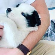 Blanding af racer Max