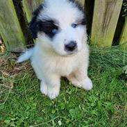 Blanding af racer Max