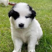 Blanding af racer Max