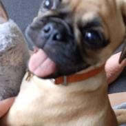 Blanding af racer Bailay