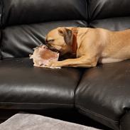 Blanding af racer Bailay