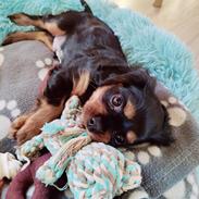 Cavalier king charles spaniel Loui