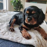 Cavalier king charles spaniel Loui