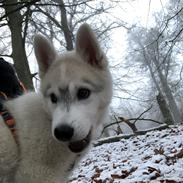 Siberian husky Phoenix (Special Effect Friendly Ghost)