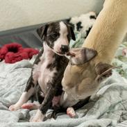 Whippet Selma