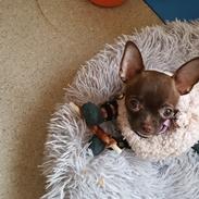 Chihuahua Cuki