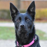 Australsk kelpie Makeelsa's Amazing Seia 