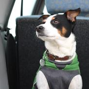 Dansk svensk gaardhund Norbert