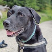 Labrador retriever Silas (Hvil i fred)