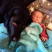 Labrador retriever Balder