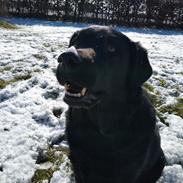 Labrador retriever Balder