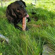 Labrador retriever Balder