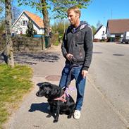 Labrador retriever Balder