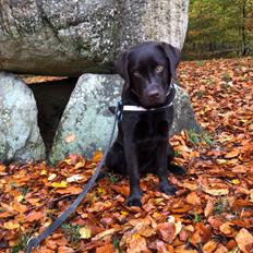 Labrador retriever Buffy