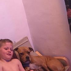 Staffordshire bull terrier Karma