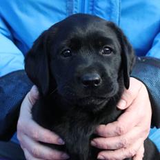 Labrador retriever Glorylines Hot In Heels (Hollie)