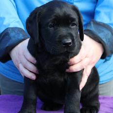 Labrador retriever Glorylines Hot In Heels (Hollie)