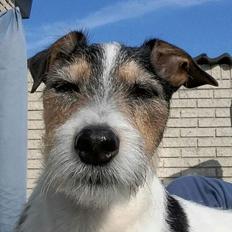 Jack russell terrier Hunni