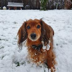 Dværggravhund Lucia *Min mors*RIP