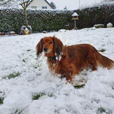 Dværggravhund Lucia *Min mors*RIP