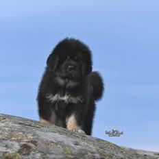Tibetansk mastiff Diva