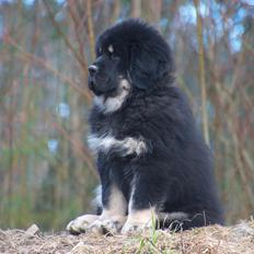 Tibetansk mastiff Diva