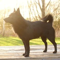 Schipperke Umi (Iumi Taien)