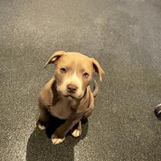 American Bully Eigil