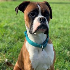 Boxer Spike (tidl hund)