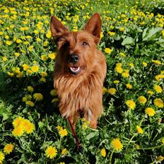 Australsk terrier Eddie 