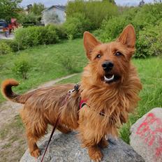 Australsk terrier Eddie 