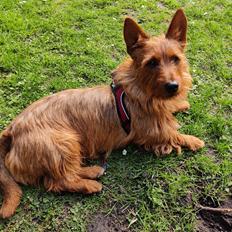 Australsk terrier Eddie 