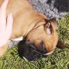 Boxer Box Lopus Bugatti 