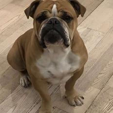 Olde english bulldogge *Baby-Elsa*