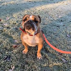 Olde english bulldogge *Baby-Elsa*