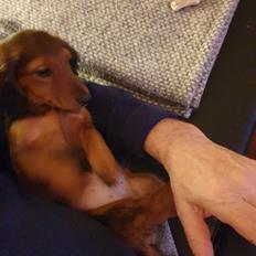 Miniature gravhund Svante