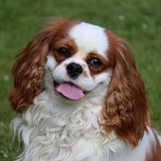 Cavalier king charles spaniel Team Hansen's New Creation (Kenzo)