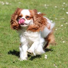 Cavalier king charles spaniel Team Hansen's New Creation (Kenzo)