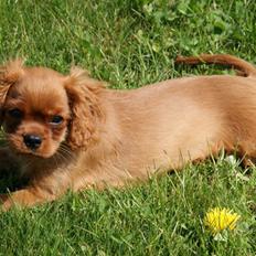 Cavalier king charles spaniel Mokka