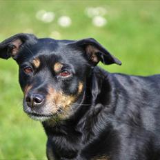 Blanding af racer Yankie