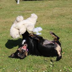 Blanding af racer Yankie