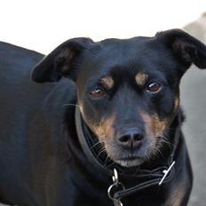 Blanding af racer Yankie